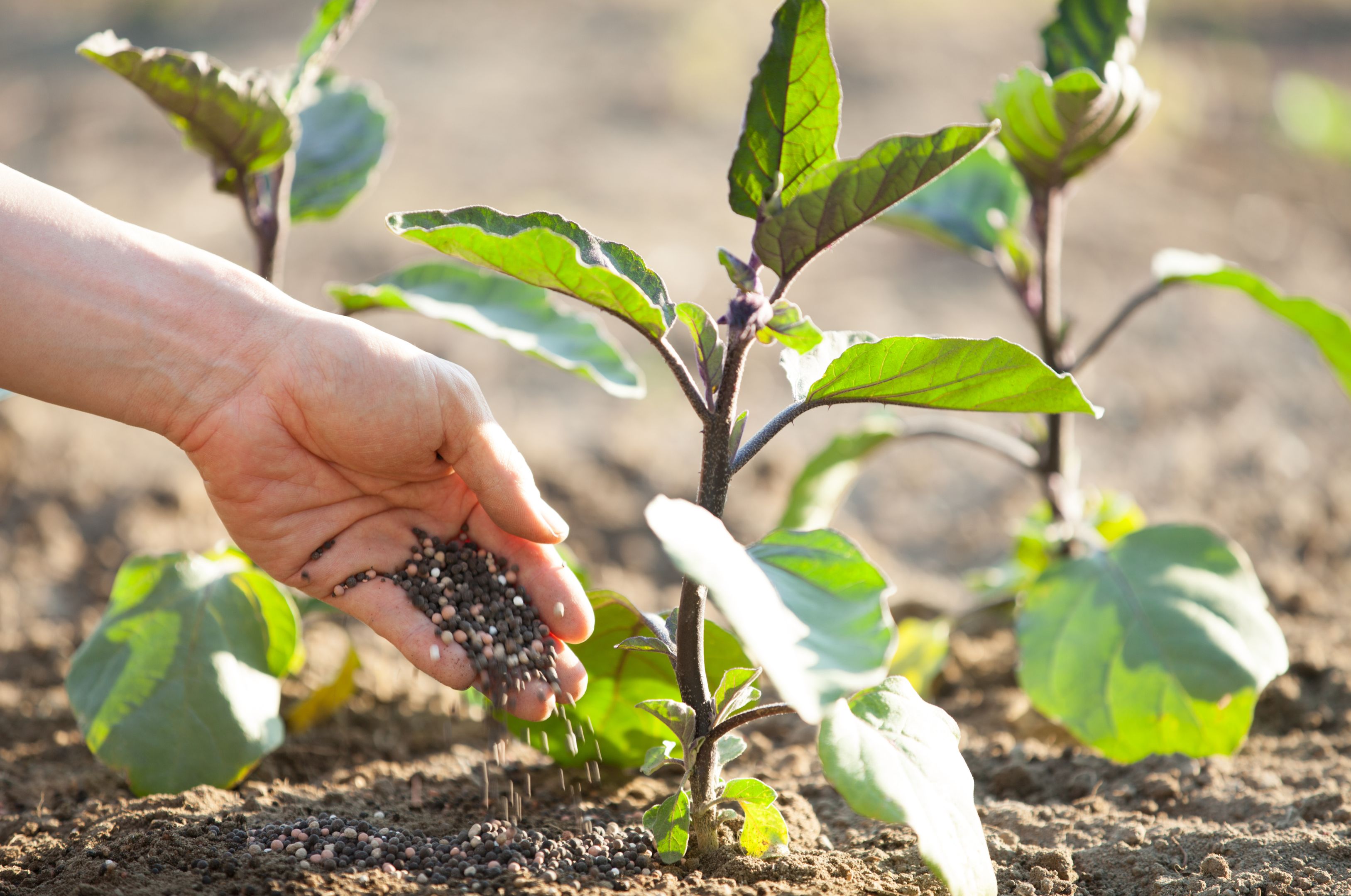 ReLEAF – alchemia-nova | institute for innovative phytochemistry ...